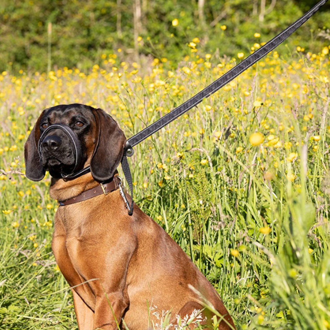 Anti-Pull Muzzle Leash with Waste Bag Dispenser